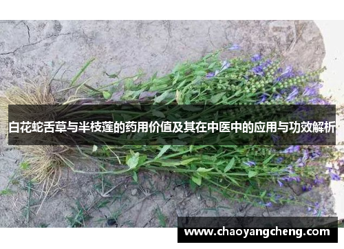 白花蛇舌草与半枝莲的药用价值及其在中医中的应用与功效解析